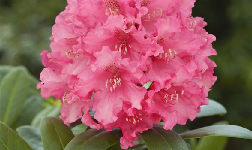 Yaku-Rhododendron 'Daniela'