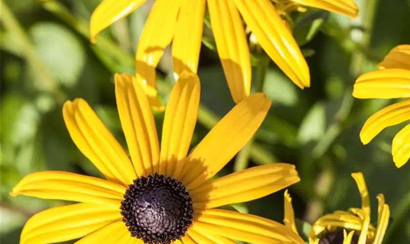 Rudbeckia fulgida var. sullivantii 'Goldsturm'