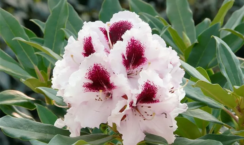 Rhododendron 'Sapporo'®