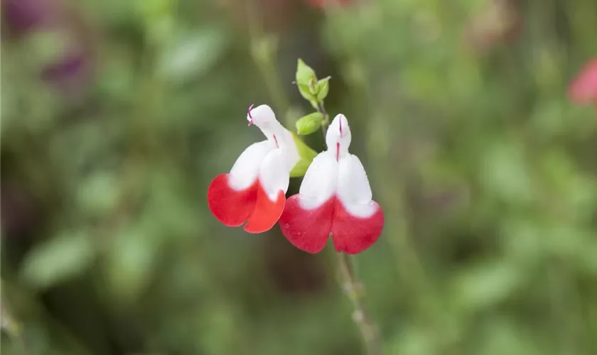 Salvia microphylla 'Hot Lips'