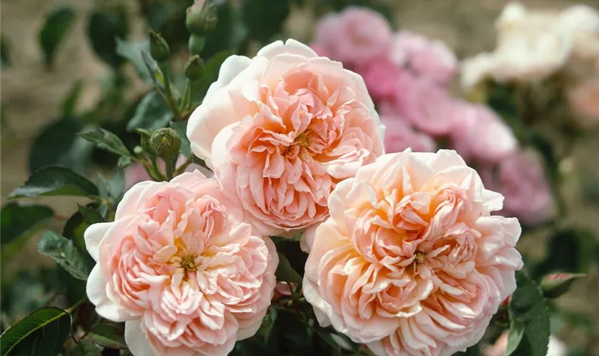 Strauchrose 'Evelyn'®