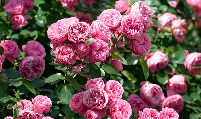 Strauchrose 'Werner von Blon'