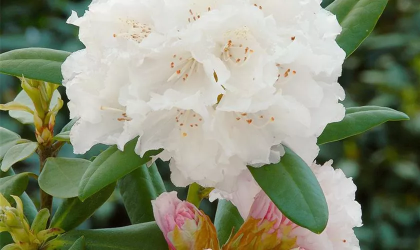 Rhododendron 'Schneekristall'