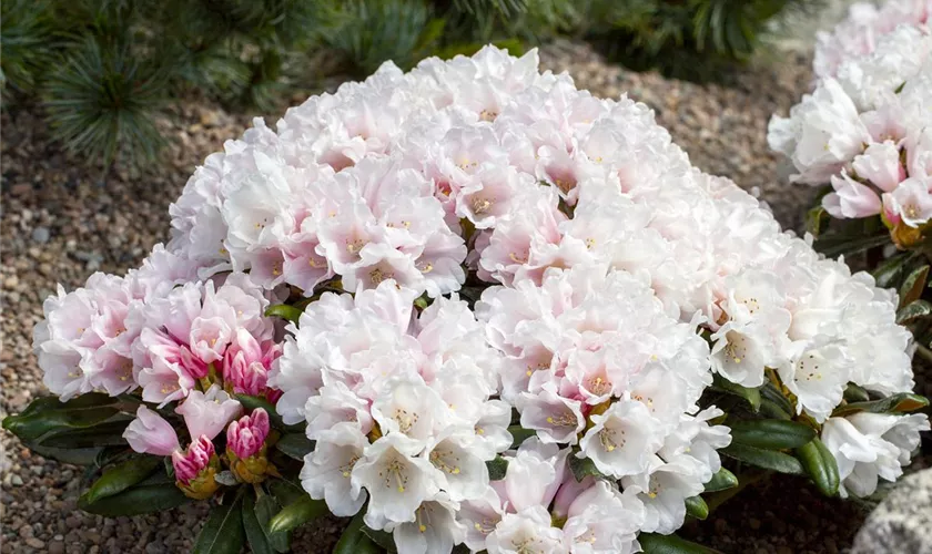 Yaku-Rhododendron 'Edelweiß'