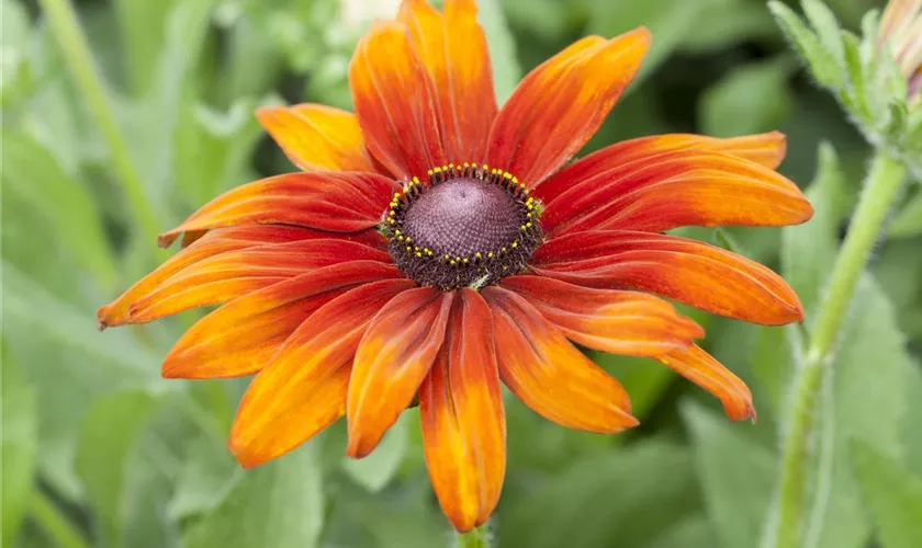 Rudbeckia hirta 'Cappuccino'