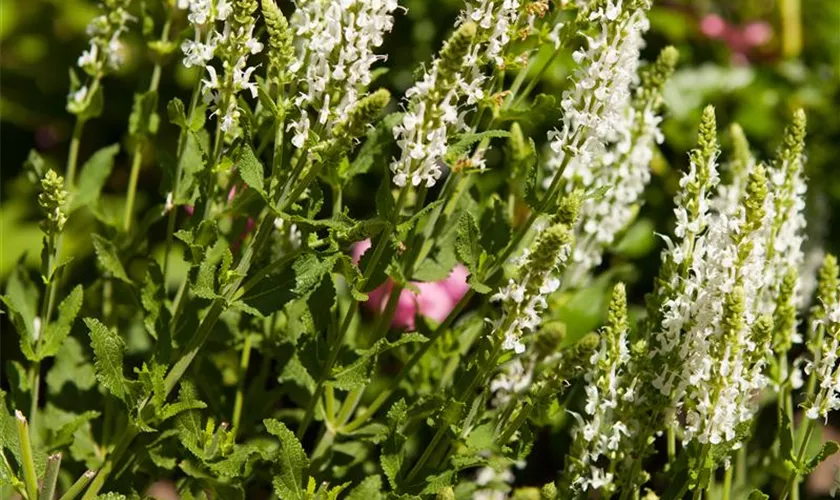 Salvia nemorosa 'Adrian'