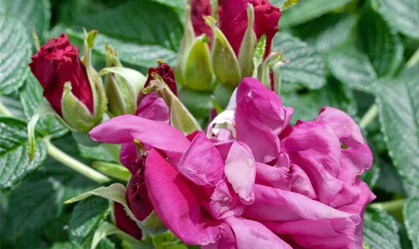 Rosa rugosa 'Moje Hammarberg'