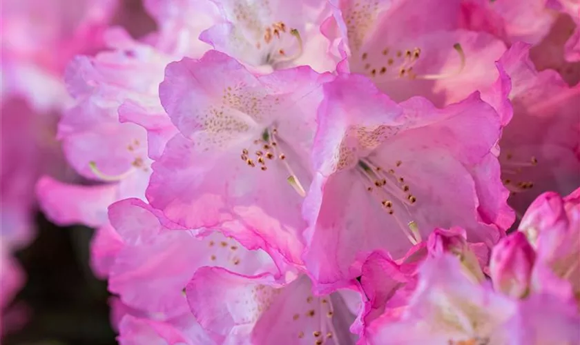 Rhododendron 'Seestadt Bremerhaven'