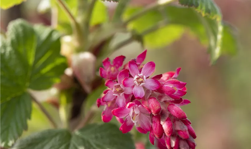 Ribes sanguineum 'Atrorubens'