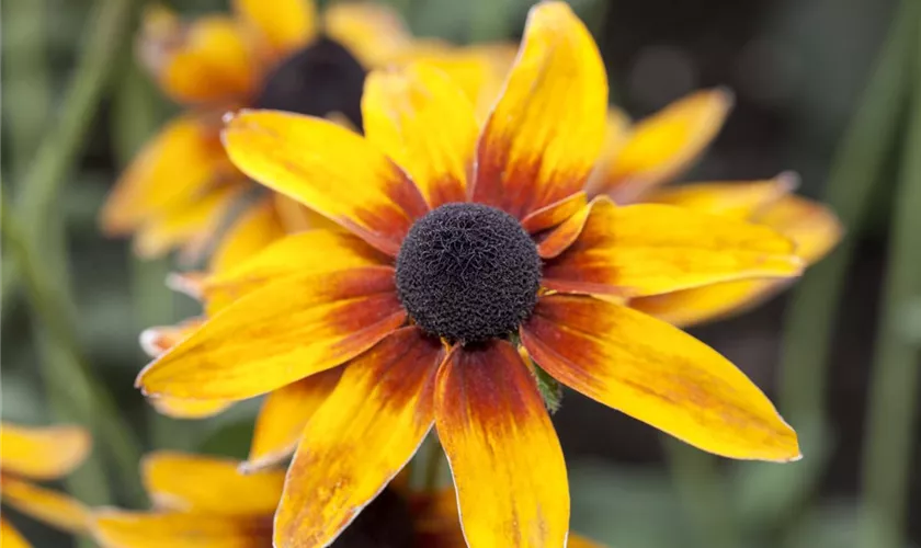 Rudbeckia hirta 'City Serie Berlin'