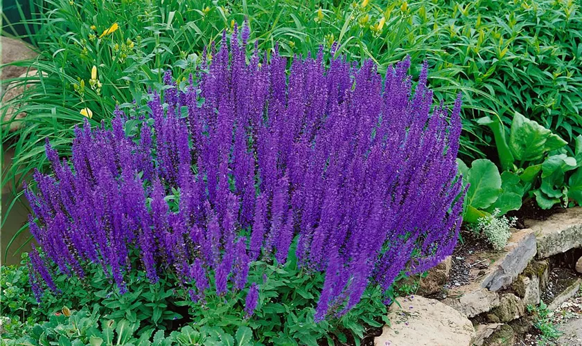 Salvia nemorosa 'Blaukönigin'