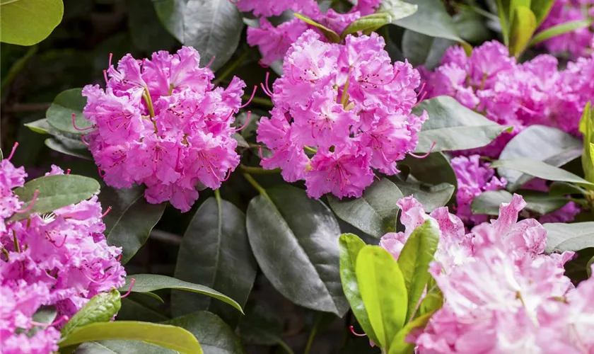 Rhododendron 'Sham´s Candy'