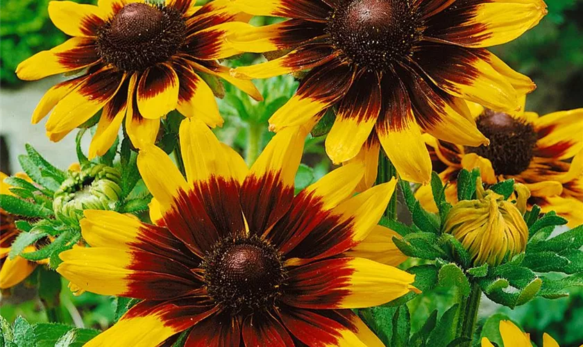 Rudbeckia hirta 'City Serie Peking'