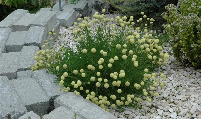 Heiligenkraut 'Primrose Gem'