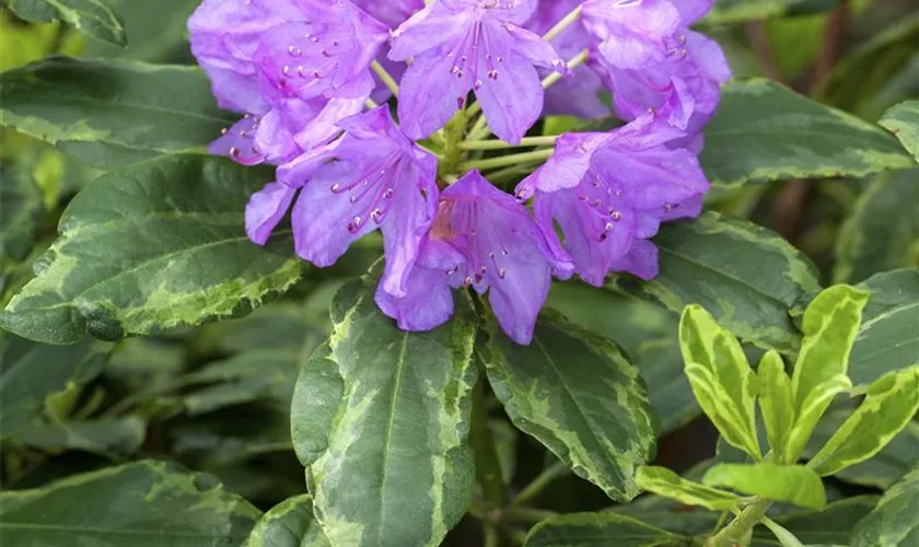 Rhododendron 'Silberreif'