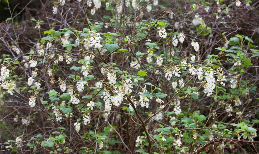 Zierjohannisbeere 'White Icicle'