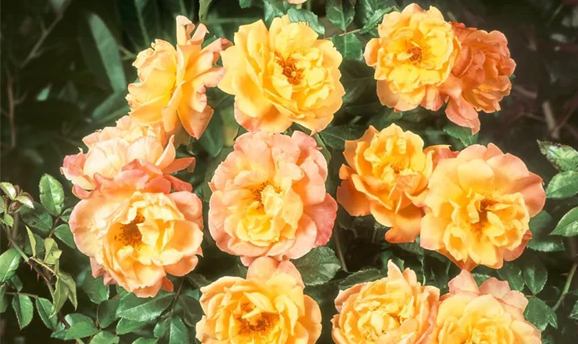 Kletterrose 'Orange Climber'