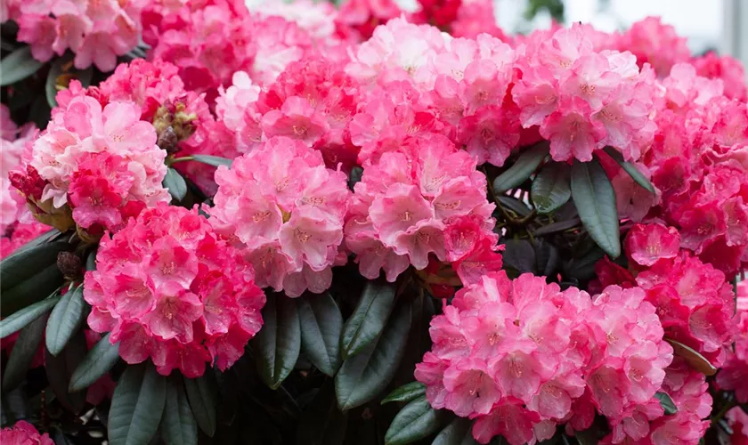 Yaku-Rhododendron 'Fantastica'