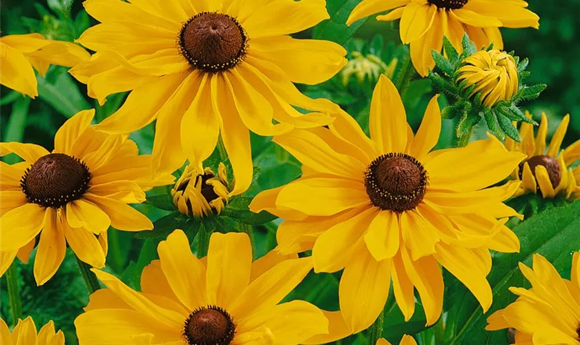 Rudbeckia hirta 'Everlasting'