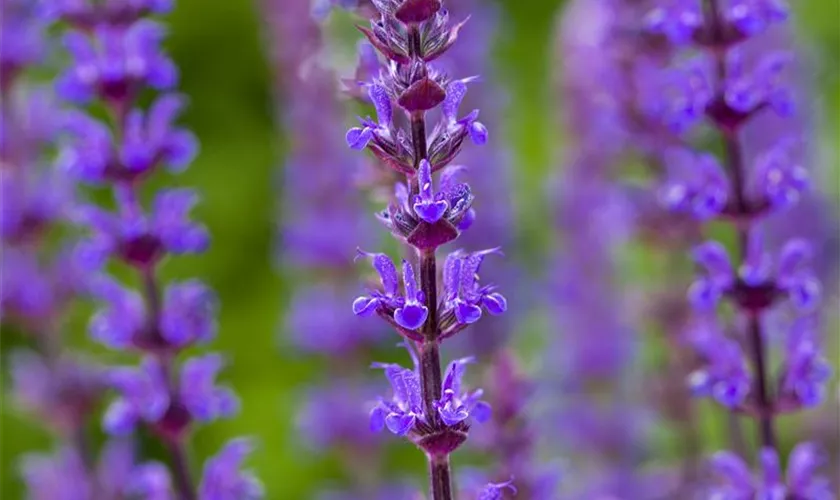 Salvia nemorosa 'Caradonna'