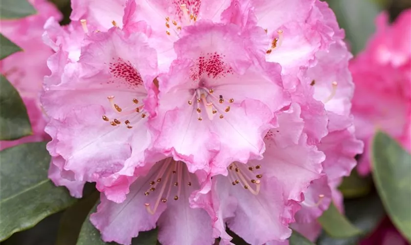 Rhododendron 'Simona'