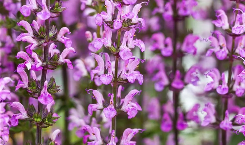 Salvia nemorosa 'Merleau Rose'®