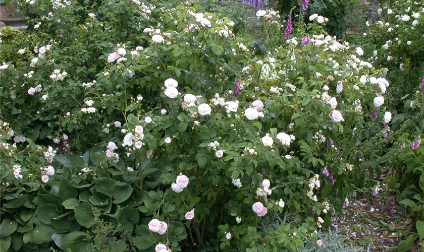 Strauchrose 'Felicite Parmentier'