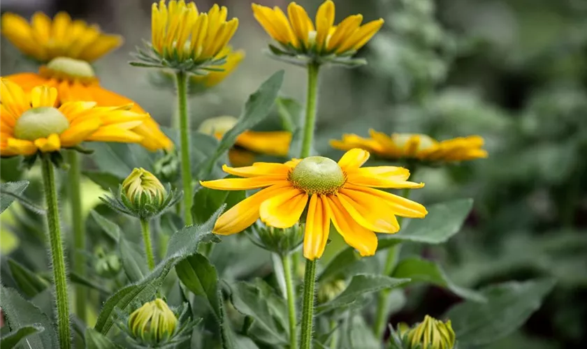 Rudbeckia hirta 'Sophia Yellow'