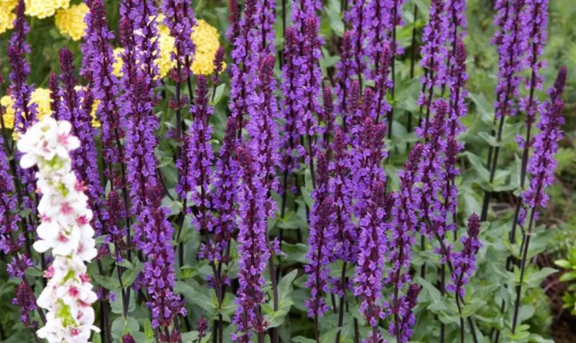 Salvia nemorosa 'Negrito'