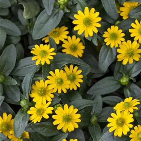 Sanvitalia procumbens 'Cuzco Compact'