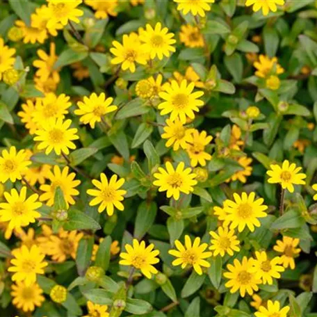 Sanvitalia procumbens 'Queen of Sunlight'