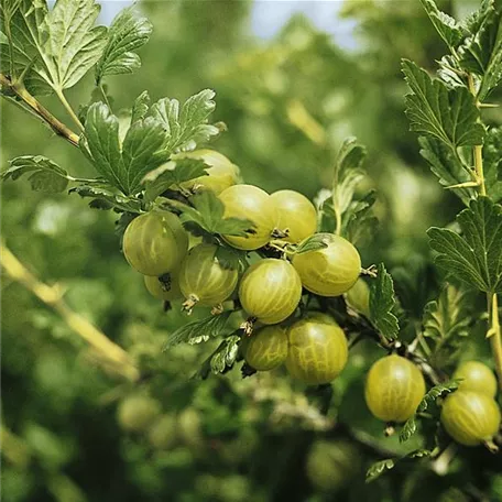 Ribes uva-crispa 'Greenfinch'