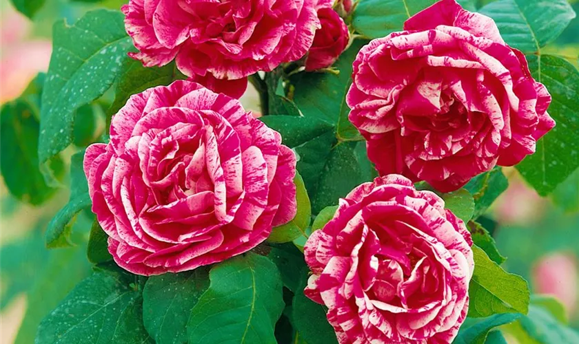 Strauchrose 'Ferdinand Pichard'