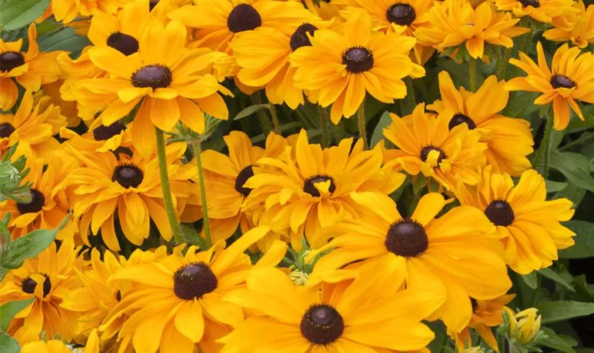 Rudbeckia hirta 'Tiger Eye Gold'