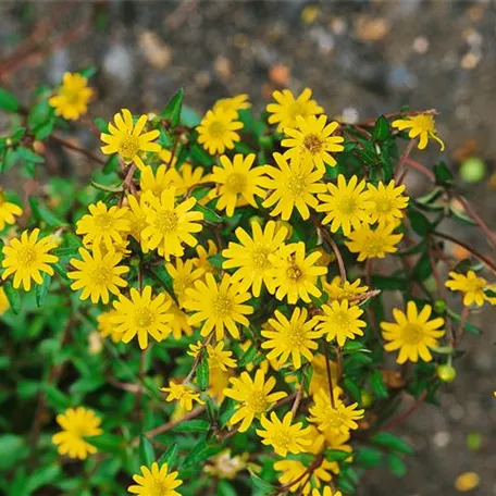 Sanvitalia procumbens 'Cuzco Ideal'