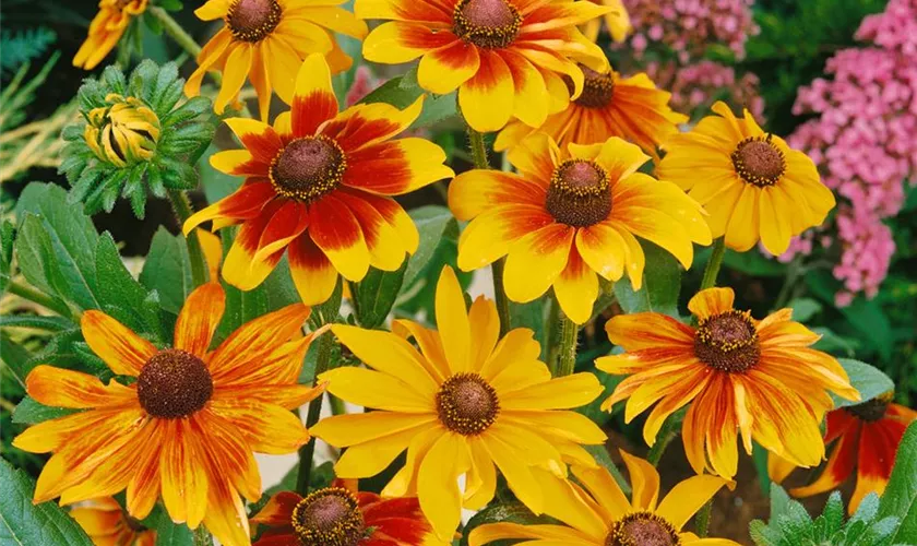 Rudbeckia hirta 'Toto Rustic'