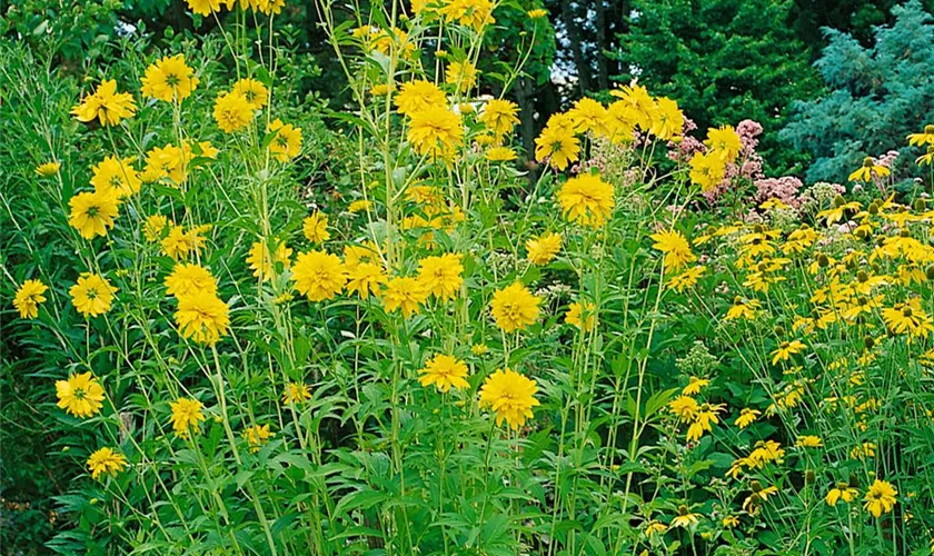 Rudbeckia laciniata 'Goldquelle'