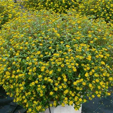 Sanvitalia procumbens 'Golden Sun'