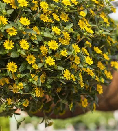 Ein Husarenknopf für den sommerlichen Balkon 