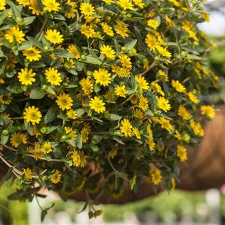 Sanvitalia procumbens 'Sunvy Trailing'