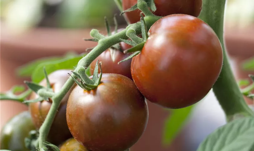 Tomate 'Revilla'