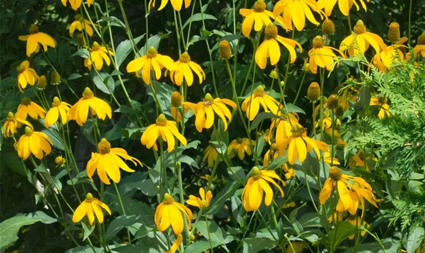 Rudbeckia nitida 'Herbstsonne'