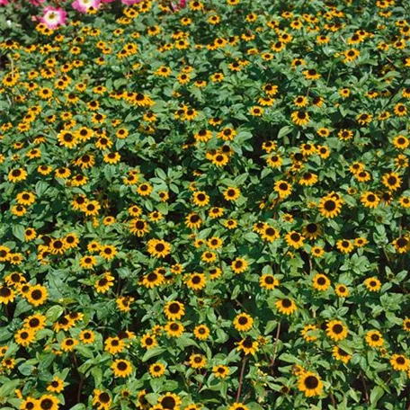 Sanvitalia procumbens 'Orange Sprite'