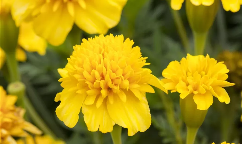 Tagetes patula 'Zitronentropfen'