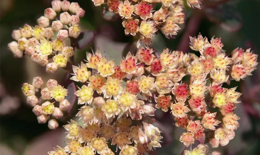 Sedum telephium 'Rainbow Xenox'®