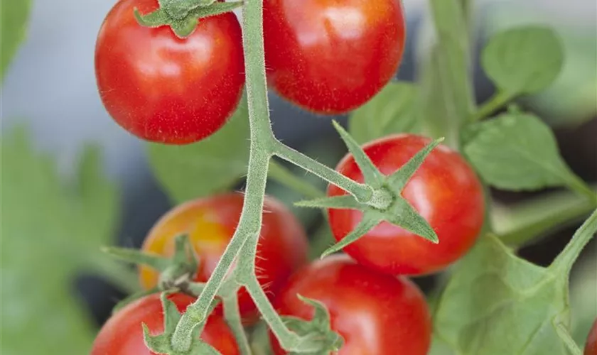 Solanum lycopersicum 'Romello'