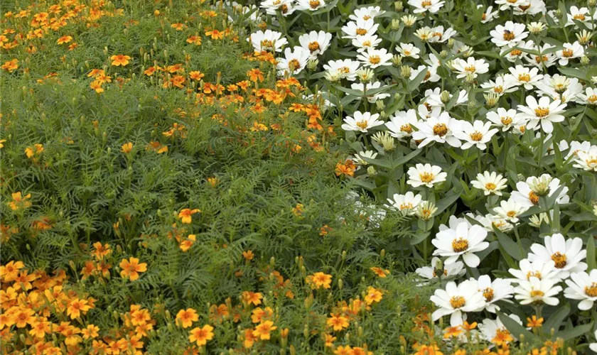 Tagetes tenuifolia