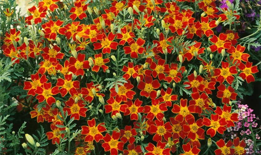 Tagetes tenuifolia 'Paprika'