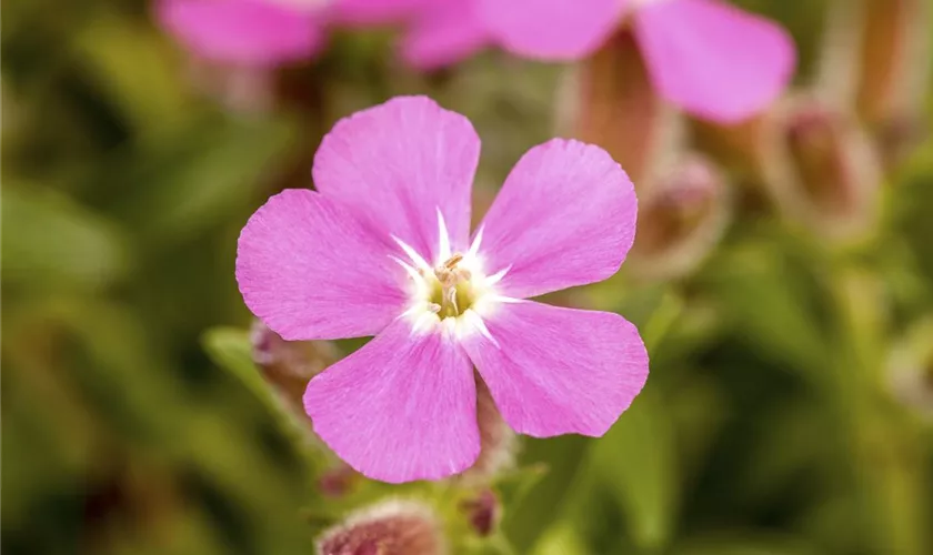 Garten-Polster-Seifenkraut 'Bressingham'