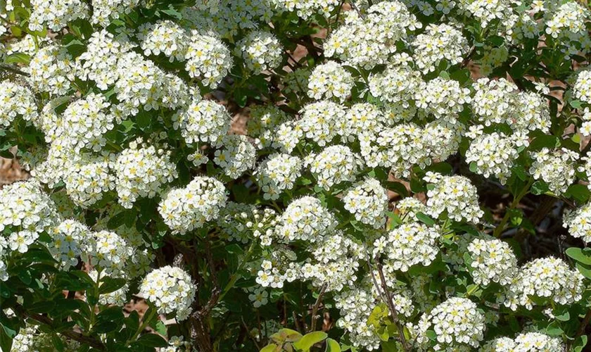 Spiraea nipponica 'June Bride'